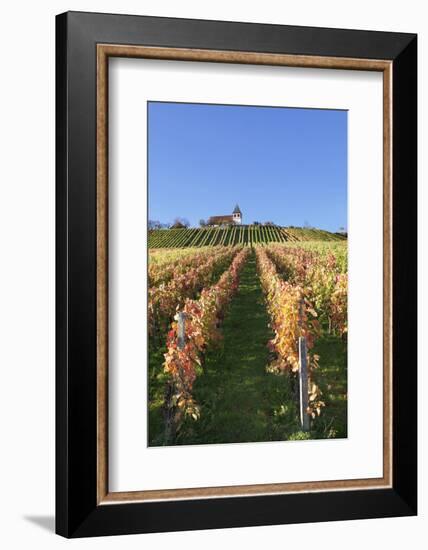 Vineyards at Michaelsberg Mountain with Michaelskirche Church-Markus-Framed Photographic Print