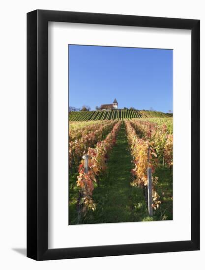 Vineyards at Michaelsberg Mountain with Michaelskirche Church-Markus-Framed Photographic Print