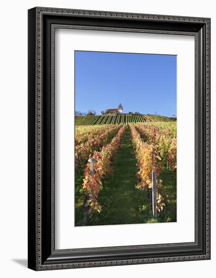 Vineyards at Michaelsberg Mountain with Michaelskirche Church-Markus-Framed Photographic Print