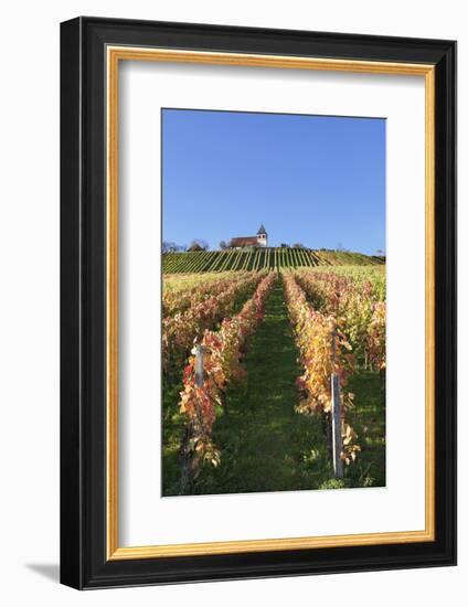 Vineyards at Michaelsberg Mountain with Michaelskirche Church-Markus-Framed Photographic Print