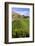 Vineyards at Mission Estate Winery, Napier, Hawkes Bay Region, North Island, New Zealand, Pacific-Matthew Williams-Ellis-Framed Photographic Print