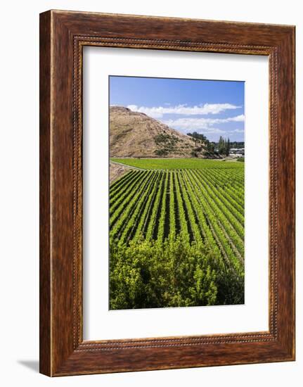 Vineyards at Mission Estate Winery, Napier, Hawkes Bay Region, North Island, New Zealand, Pacific-Matthew Williams-Ellis-Framed Photographic Print