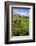 Vineyards at Mission Estate Winery, Napier, Hawkes Bay Region, North Island, New Zealand, Pacific-Matthew Williams-Ellis-Framed Photographic Print