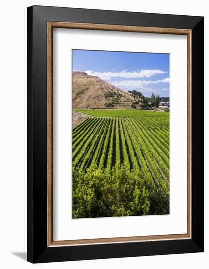 Vineyards at Mission Estate Winery, Napier, Hawkes Bay Region, North Island, New Zealand, Pacific-Matthew Williams-Ellis-Framed Photographic Print