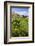 Vineyards at Mission Estate Winery, Napier, Hawkes Bay Region, North Island, New Zealand, Pacific-Matthew Williams-Ellis-Framed Photographic Print