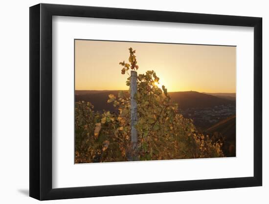 Vineyards at Sundown in Autumn, Baden Wurttemberg, Germany-Markus Lange-Framed Photographic Print