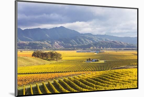 Vineyards at Sunrise, Blenheim, Marlborough, South Island, New Zealand-Matteo Colombo-Mounted Photographic Print