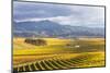 Vineyards at Sunrise, Blenheim, Marlborough, South Island, New Zealand-Matteo Colombo-Mounted Photographic Print