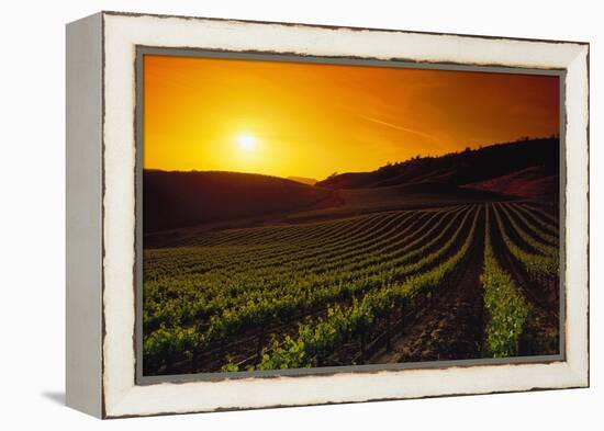 Vineyards at Sunset-Charles O'Rear-Framed Premier Image Canvas