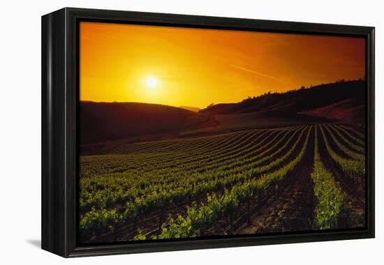 Vineyards at Sunset-Charles O'Rear-Framed Premier Image Canvas