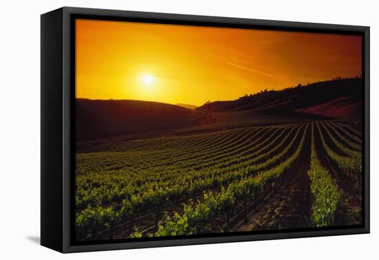 Vineyards at Sunset-Charles O'Rear-Framed Premier Image Canvas