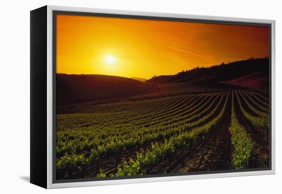 Vineyards at Sunset-Charles O'Rear-Framed Premier Image Canvas