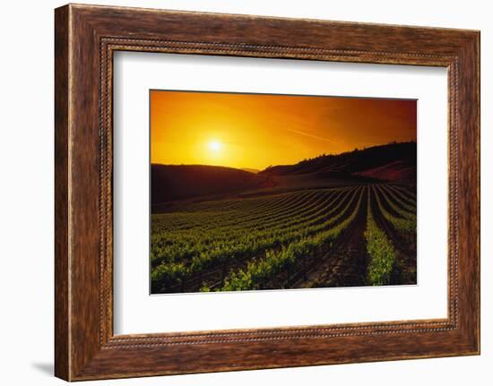 Vineyards at Sunset-Charles O'Rear-Framed Photographic Print