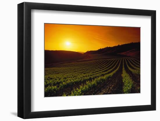 Vineyards at Sunset-Charles O'Rear-Framed Photographic Print