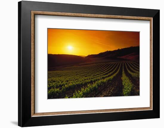 Vineyards at Sunset-Charles O'Rear-Framed Photographic Print