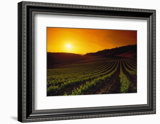 Vineyards at Sunset-Charles O'Rear-Framed Photographic Print