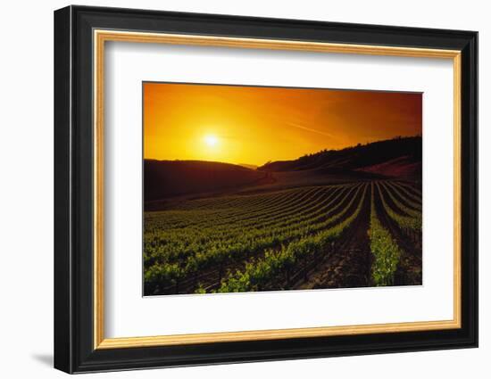 Vineyards at Sunset-Charles O'Rear-Framed Photographic Print