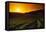 Vineyards at Sunset-Charles O'Rear-Framed Premier Image Canvas