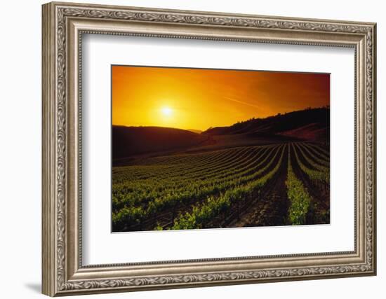 Vineyards at Sunset-Charles O'Rear-Framed Photographic Print