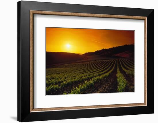 Vineyards at Sunset-Charles O'Rear-Framed Photographic Print