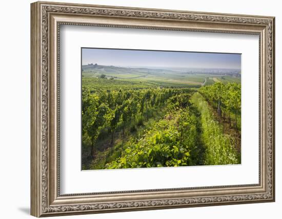 Vineyards Between Baden Bei Wien and Gumpoldskirchen, Vienna Basin, Lower Austria, Austria-Rainer Mirau-Framed Photographic Print