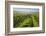 Vineyards Between Baden Bei Wien and Gumpoldskirchen, Vienna Basin, Lower Austria, Austria-Rainer Mirau-Framed Photographic Print