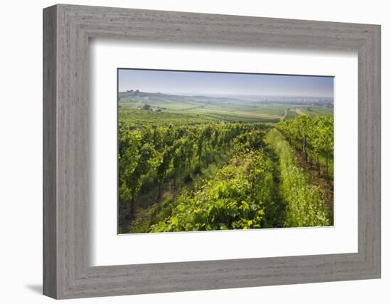 Vineyards Between Baden Bei Wien and Gumpoldskirchen, Vienna Basin, Lower Austria, Austria-Rainer Mirau-Framed Photographic Print