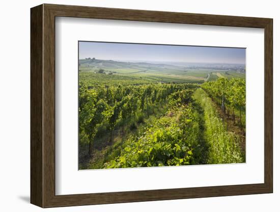 Vineyards Between Baden Bei Wien and Gumpoldskirchen, Vienna Basin, Lower Austria, Austria-Rainer Mirau-Framed Photographic Print