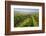 Vineyards Between Baden Bei Wien and Gumpoldskirchen, Vienna Basin, Lower Austria, Austria-Rainer Mirau-Framed Photographic Print