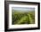 Vineyards Between Baden Bei Wien and Gumpoldskirchen, Vienna Basin, Lower Austria, Austria-Rainer Mirau-Framed Photographic Print