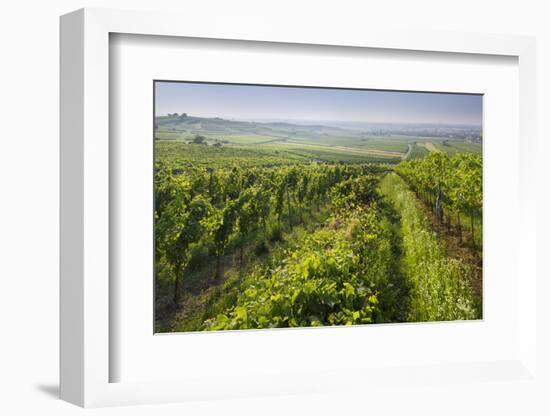 Vineyards Between Baden Bei Wien and Gumpoldskirchen, Vienna Basin, Lower Austria, Austria-Rainer Mirau-Framed Photographic Print