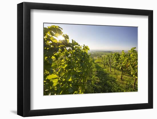 Vineyards Between Baden Bei Wien and Gumpoldskirchen, Vienna Basin, Lower Austria, Austria-Rainer Mirau-Framed Photographic Print