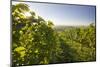 Vineyards Between Baden Bei Wien and Gumpoldskirchen, Vienna Basin, Lower Austria, Austria-Rainer Mirau-Mounted Photographic Print