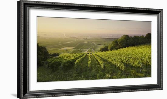 Vineyards Between Baden Bei Wien and Gumpoldskirchen, Vienna Basin, Lower Austria, Austria-Rainer Mirau-Framed Photographic Print