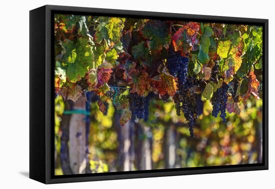 Vineyards Draping Hillsides Near Monte Falco-Terry Eggers-Framed Premier Image Canvas