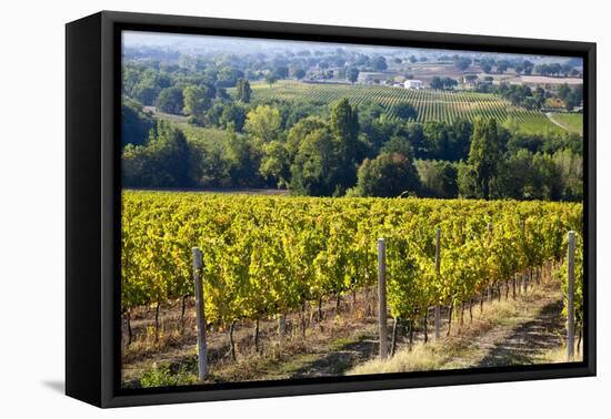 Vineyards Draping Hillsides Near Monte Falco-Terry Eggers-Framed Premier Image Canvas