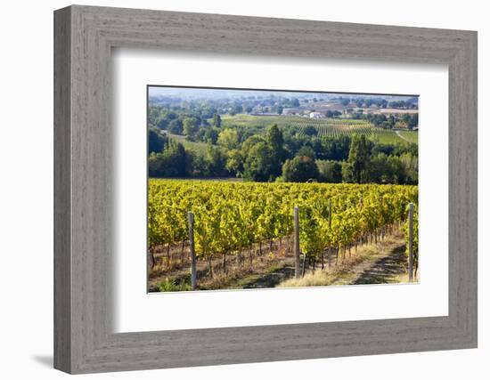 Vineyards Draping Hillsides Near Monte Falco-Terry Eggers-Framed Photographic Print