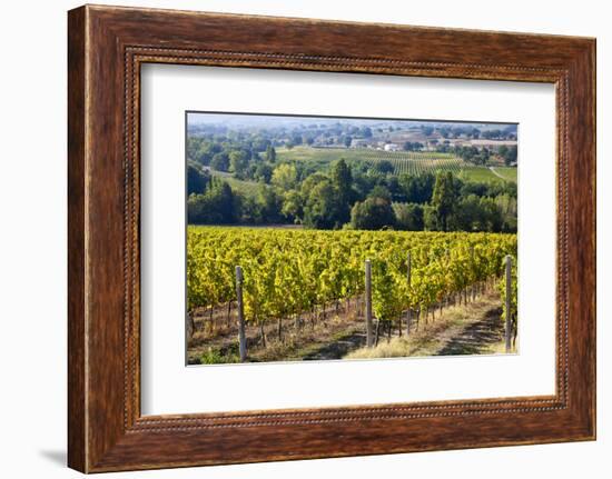 Vineyards Draping Hillsides Near Monte Falco-Terry Eggers-Framed Photographic Print