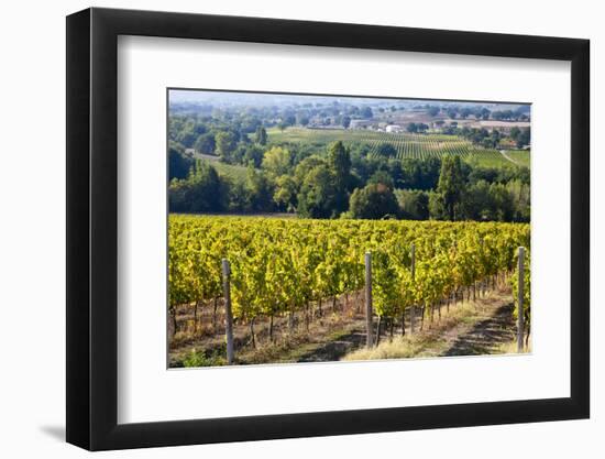 Vineyards Draping Hillsides Near Monte Falco-Terry Eggers-Framed Photographic Print