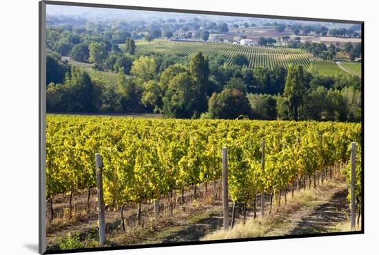 Vineyards Draping Hillsides Near Monte Falco-Terry Eggers-Mounted Photographic Print
