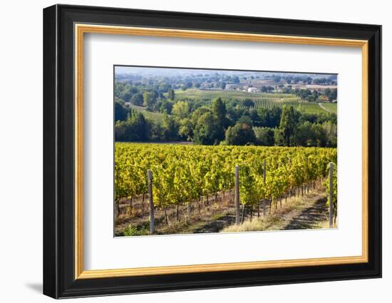 Vineyards Draping Hillsides Near Monte Falco-Terry Eggers-Framed Photographic Print