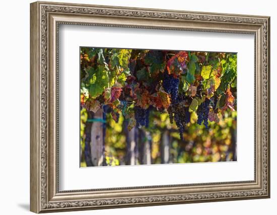 Vineyards Draping Hillsides Near Monte Falco-Terry Eggers-Framed Photographic Print