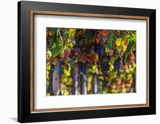 Vineyards Draping Hillsides Near Monte Falco-Terry Eggers-Framed Photographic Print