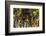 Vineyards Draping Hillsides Near Monte Falco-Terry Eggers-Framed Photographic Print