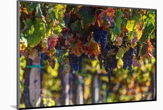 Vineyards Draping Hillsides Near Monte Falco-Terry Eggers-Mounted Photographic Print