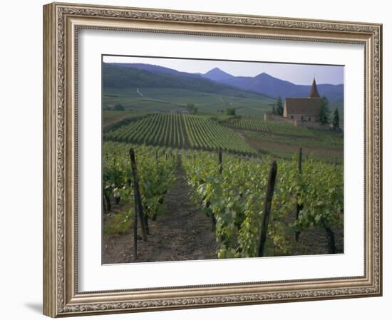 Vineyards, Hunawihr, Alsace, France-Guy Thouvenin-Framed Photographic Print