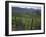 Vineyards, Hunawihr, Alsace, France-Guy Thouvenin-Framed Photographic Print