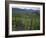 Vineyards, Hunawihr, Alsace, France-Guy Thouvenin-Framed Photographic Print