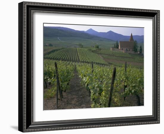 Vineyards, Hunawihr, Alsace, France-Guy Thouvenin-Framed Photographic Print