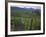 Vineyards, Hunawihr, Alsace, France-Guy Thouvenin-Framed Photographic Print